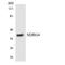 NDRG Family Member 4 antibody, LS-C200258, Lifespan Biosciences, Western Blot image 