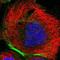 Fibronectin Type III And SPRY Domain Containing 1 Like antibody, NBP1-86583, Novus Biologicals, Immunocytochemistry image 