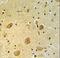 Poly(ADP-Ribose) Polymerase Family Member 16 antibody, LS-C163370, Lifespan Biosciences, Immunohistochemistry frozen image 