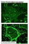 Placental Growth Factor antibody, NB110-96418, Novus Biologicals, Immunohistochemistry frozen image 