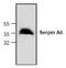 Serpin Family A Member 6 antibody, TA319003, Origene, Western Blot image 
