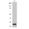 BCL2 Binding Component 3 antibody, LS-C385691, Lifespan Biosciences, Western Blot image 
