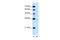 Phospholipid Phosphatase 1 antibody, PA5-42116, Invitrogen Antibodies, Western Blot image 