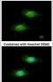 Glutamate-Cysteine Ligase Modifier Subunit antibody, PA5-29908, Invitrogen Antibodies, Immunofluorescence image 