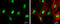 Zinc Finger E-Box Binding Homeobox 1 antibody, GTX105278, GeneTex, Immunofluorescence image 