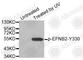 Ephrin B2 antibody, AP0339, ABclonal Technology, Western Blot image 