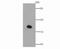 Glutathione Peroxidase 4 antibody, NBP2-76933, Novus Biologicals, Western Blot image 