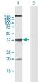 Claudin 10 antibody, H00009071-B01P, Novus Biologicals, Western Blot image 