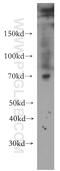 Solute Carrier Family 1 Member 4 antibody, 13067-2-AP, Proteintech Group, Western Blot image 