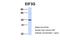 Eukaryotic Translation Initiation Factor 3 Subunit G antibody, 25-619, ProSci, Western Blot image 