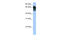 Autophagy Related 16 Like 1 antibody, 30-957, ProSci, Enzyme Linked Immunosorbent Assay image 