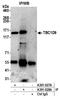 TBC1 Domain Family Member 9 antibody, A301-027A, Bethyl Labs, Immunoprecipitation image 