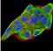 Interferon Lambda 2 antibody, NBP2-52495, Novus Biologicals, Immunofluorescence image 