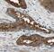 TPD52 Like 1 antibody, FNab03791, FineTest, Immunohistochemistry frozen image 