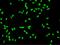 DEAD-Box Helicase 5 antibody, GTX02304, GeneTex, Immunofluorescence image 