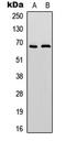 Protein Tyrosine Phosphatase Non-Receptor Type 6 antibody, LS-C358839, Lifespan Biosciences, Western Blot image 