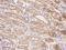 Nuclear Transport Factor 2 antibody, 200812-T08, Sino Biological, Immunohistochemistry frozen image 