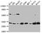 Phosphoglycerate Mutase 1 antibody, CSB-RA935337A0HU, Cusabio, Western Blot image 