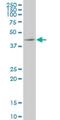 Kruppel Like Factor 1 antibody, H00010661-M04, Novus Biologicals, Western Blot image 