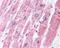 Malate Dehydrogenase 1 antibody, 48-671, ProSci, Enzyme Linked Immunosorbent Assay image 