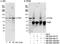 TPX2 Microtubule Nucleation Factor antibody, NB500-184, Novus Biologicals, Western Blot image 