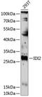 Isopentenyl-Diphosphate Delta Isomerase 2 antibody, 15-539, ProSci, Western Blot image 