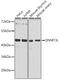 DNA Methyltransferase 3 Like antibody, GTX66194, GeneTex, Western Blot image 