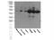 MAF BZIP Transcription Factor antibody, 55013-1-AP, Proteintech Group, Western Blot image 