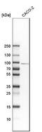 SMCR8-C9orf72 Complex Subunit antibody, NBP1-93833, Novus Biologicals, Western Blot image 