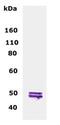 2',3'-Cyclic Nucleotide 3' Phosphodiesterase antibody, PA1-46433, Invitrogen Antibodies, Western Blot image 