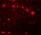 Chromobox 4 antibody, 7007, ProSci, Immunofluorescence image 