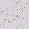Serine And Arginine Rich Splicing Factor 7 antibody, NBP2-49238, Novus Biologicals, Immunohistochemistry frozen image 