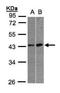 Muscleblind-like protein 3 antibody, NBP1-32575, Novus Biologicals, Western Blot image 