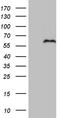 Proline-rich transmembrane protein 2 antibody, LS-C792254, Lifespan Biosciences, Western Blot image 