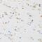 Cholinergic Receptor Muscarinic 5 antibody, GTX53955, GeneTex, Immunohistochemistry paraffin image 