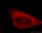 Layilin antibody, 20535-1-AP, Proteintech Group, Immunofluorescence image 