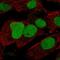 HIRA Interacting Protein 3 antibody, PA5-64097, Invitrogen Antibodies, Immunofluorescence image 