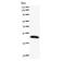 Thyroid Hormone Receptor Interactor 13 antibody, LS-C342460, Lifespan Biosciences, Western Blot image 