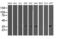 Translocase Of Outer Mitochondrial Membrane 34 antibody, LS-C173141, Lifespan Biosciences, Western Blot image 