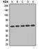 Chaperonin Containing TCP1 Subunit 7 antibody, orb411921, Biorbyt, Western Blot image 