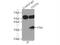 Thiamine Triphosphatase antibody, 15486-1-AP, Proteintech Group, Immunoprecipitation image 