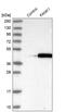 Keratan sulfate antigen TRA1-60 antibody, NBP1-86258, Novus Biologicals, Western Blot image 