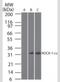 Kallikrein-8 antibody, NB100-56596, Novus Biologicals, Western Blot image 