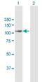 Mitogen-Activated Protein Kinase Kinase Kinase Kinase 2 antibody, H00005871-B01P, Novus Biologicals, Western Blot image 