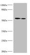 Ribosomal Protein S6 Kinase B2 antibody, A53933-100, Epigentek, Western Blot image 