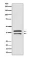 Mitogen-Activated Protein Kinase Kinase 3 antibody, M02916-1, Boster Biological Technology, Western Blot image 