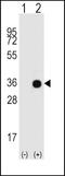 G Protein Subunit Alpha O1 antibody, PA5-26142, Invitrogen Antibodies, Western Blot image 