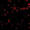 CD49D antibody, orb75071, Biorbyt, Immunocytochemistry image 