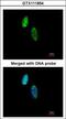 CDC28 Protein Kinase Regulatory Subunit 2 antibody, GTX111854, GeneTex, Immunofluorescence image 
