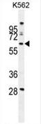 WD Repeat Domain 49 antibody, AP54547PU-N, Origene, Western Blot image 